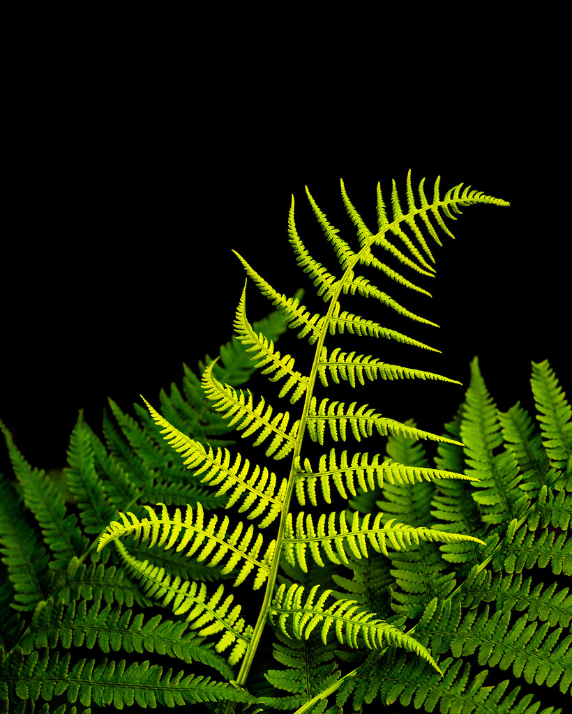 graceful fern by jernst1779