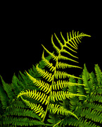 18th Jun 2021 - graceful fern