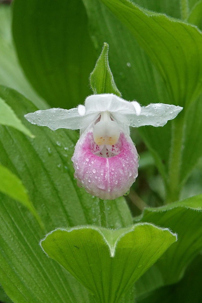 Showy Lady Slipper (native orchid) by annepann