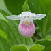 Showy Lady Slipper (native orchid) by annepann