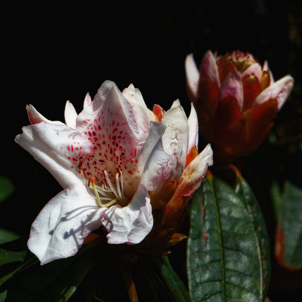 0610 - Rhododendron by bob65