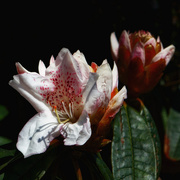 10th Jun 2021 - 0610 - Rhododendron