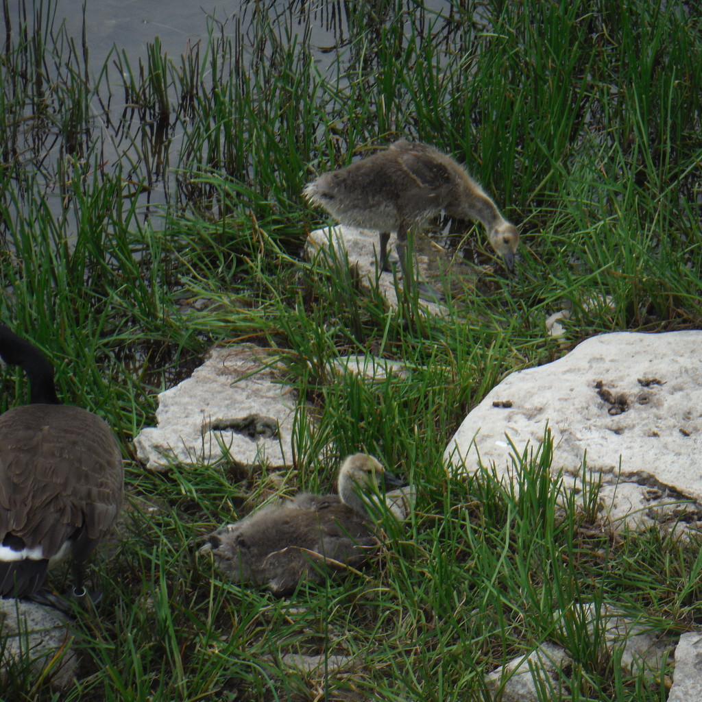 Young #1: Canada Geese by spanishliz