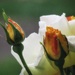 🎵 Raindrops on roses 🎶 by craftymeg