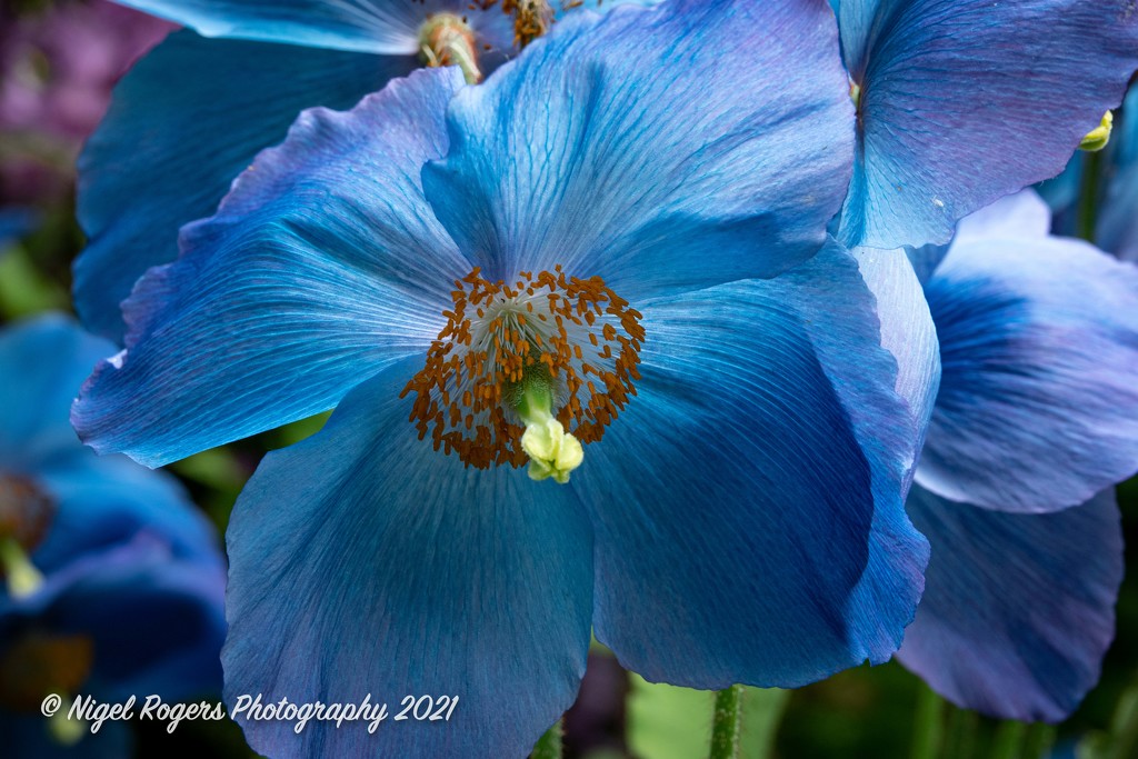 blue poppy flowers by nigelrogers