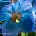 blue poppy flowers by nigelrogers