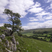 Hawthorn above Littondale by fueast