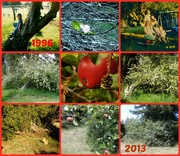 19th Jun 2021 - Apple tree