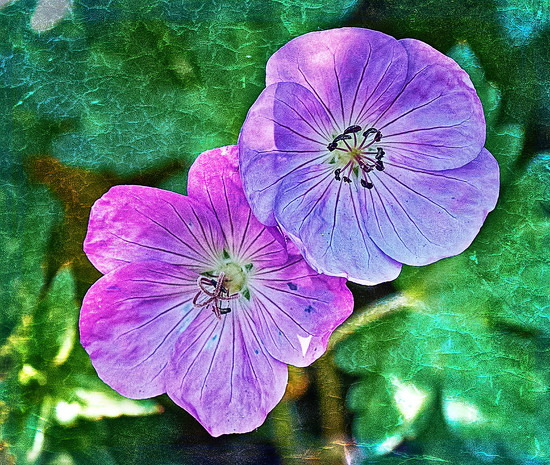 Cranesbill Geranium with Editorial License by Joanne Diochon · 365 Project