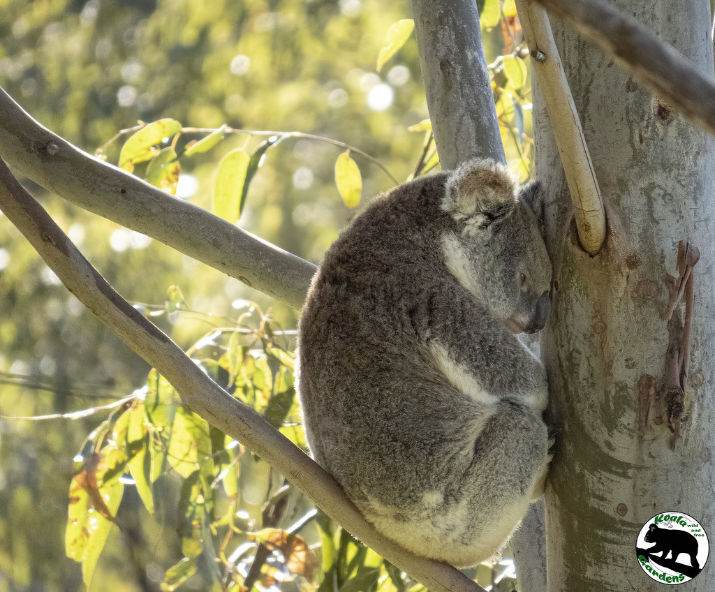 head rest? by koalagardens