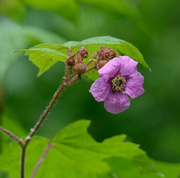 16th Jun 2021 - Rubus Odoratus