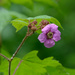 Rubus Odoratus by sprphotos