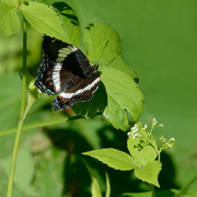 17th Jun 2021 - White Admiral Butterfly