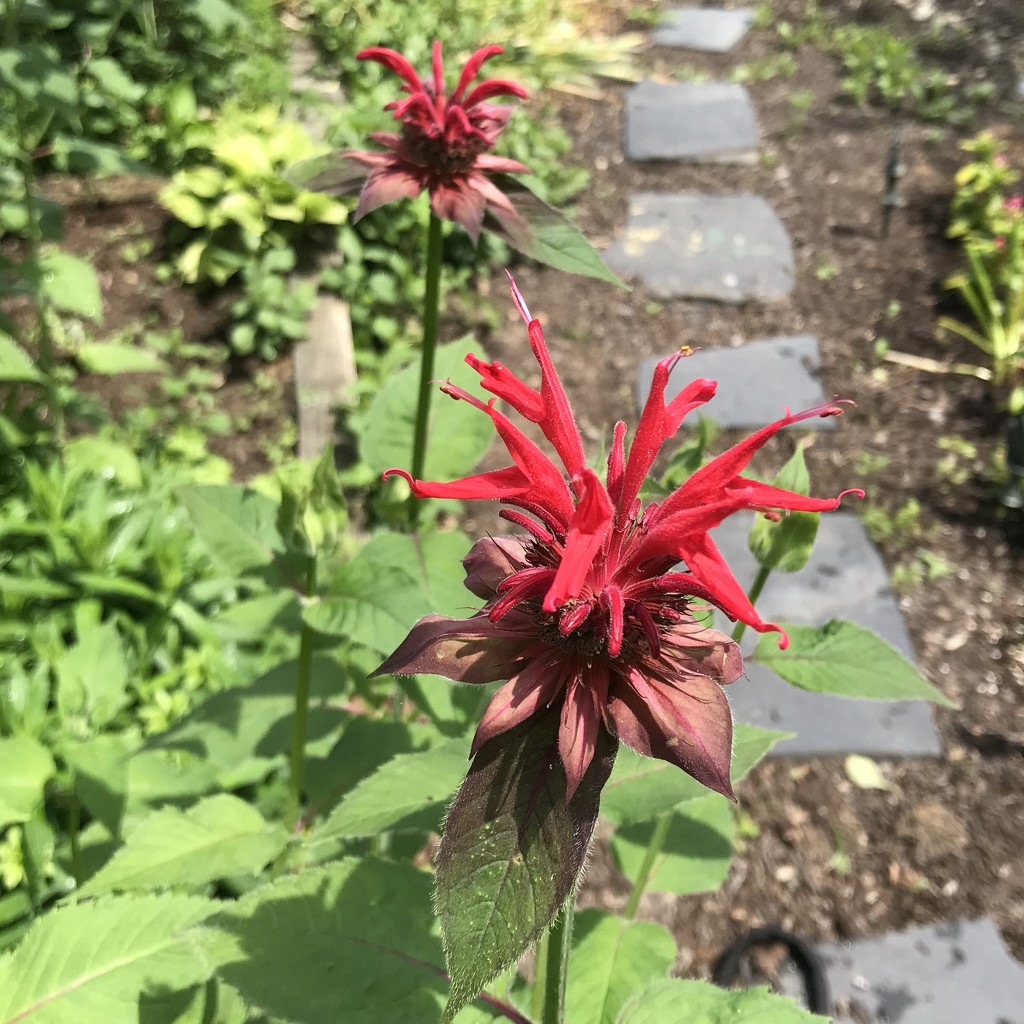 Bee Balm  by beckyk365