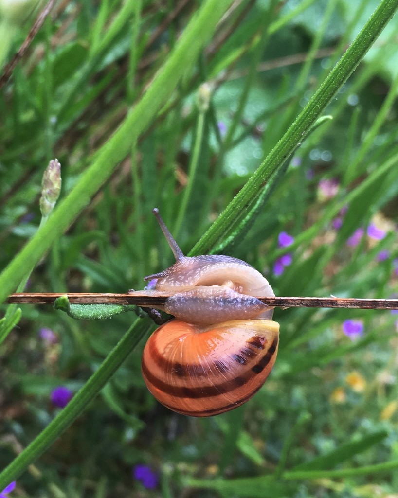 Happy snail by pattyblue