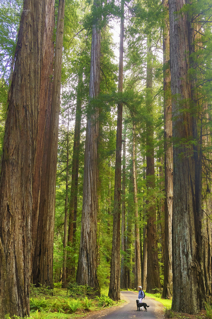 Jim and Pearl in the Redwoods by jgpittenger