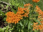 16th Jun 2021 - butterfly weed