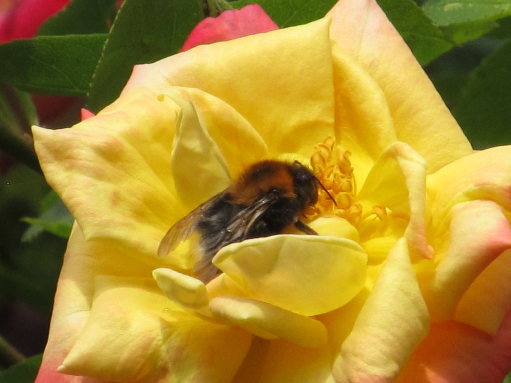 Taking a rest in a rose bloom by speedwell