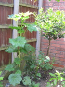 9th Jun 2021 - The Hollyhock and the Bay Tree