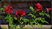 19th Jun 2021 -   As Red As A Red, Red Rose ~  