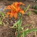Finally Blooming! by graceratliff