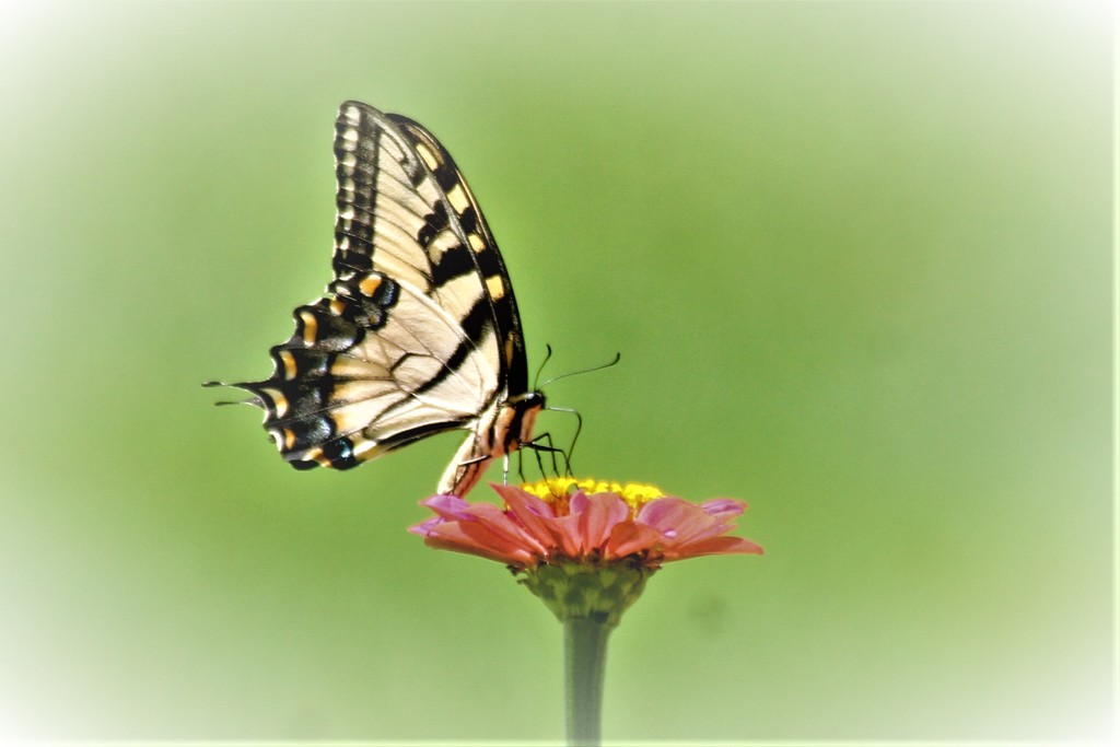 Butterfly on a Zenia by vernabeth