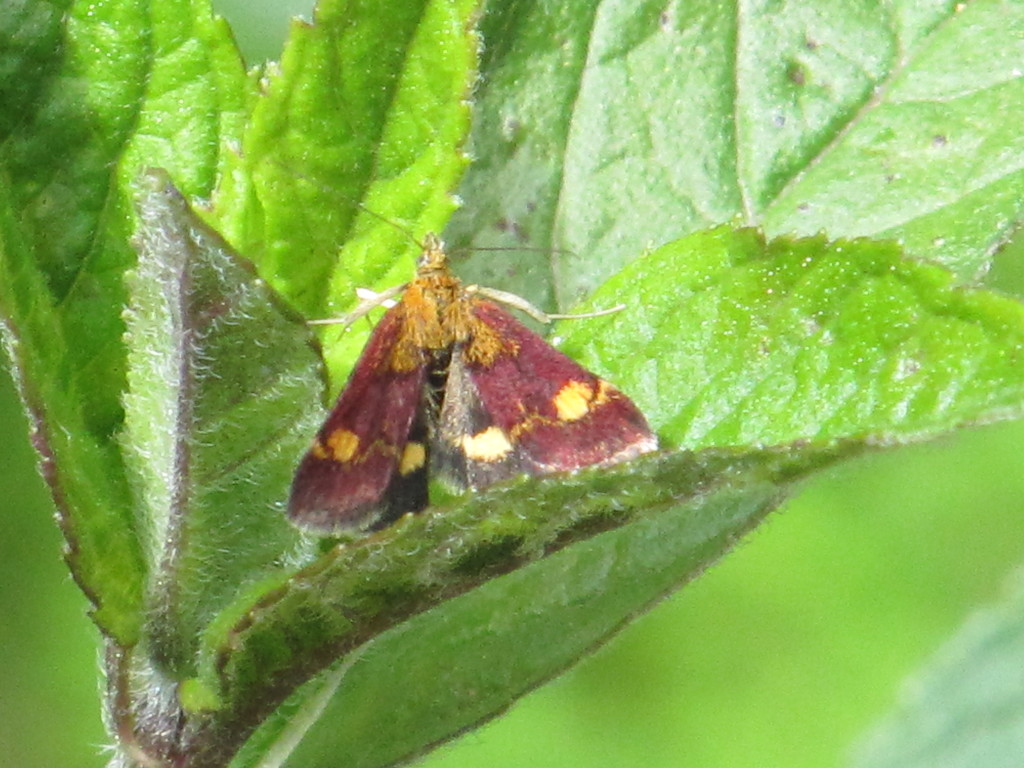 Mint moth by speedwell