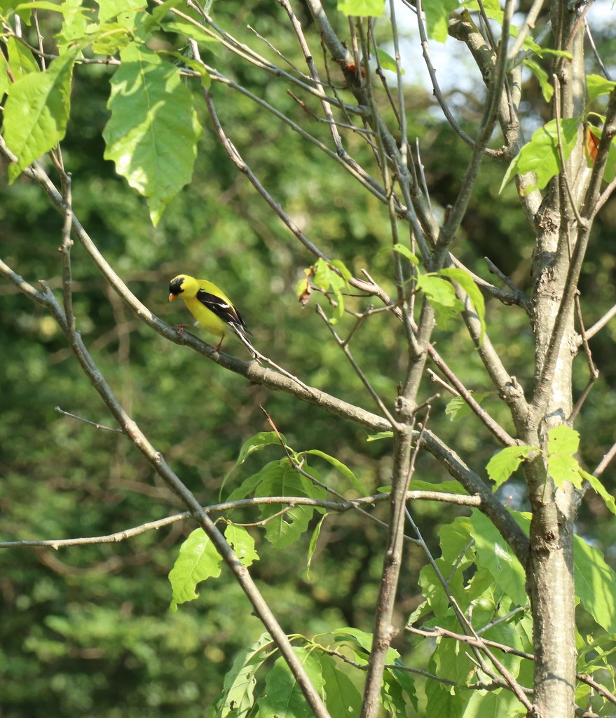 Goldfinch at Queen's Park by 365projectorgheatherb