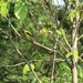 Goldfinch at Queen's Park by 365projectorgheatherb