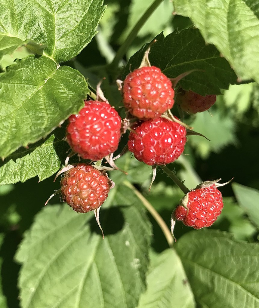 Tomorrow’s blackberries by mjmaven