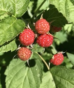18th Jun 2021 - Tomorrow’s blackberries