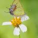 This got me fooled. Is it a bug, is it a moth?  by dutchothotmailcom