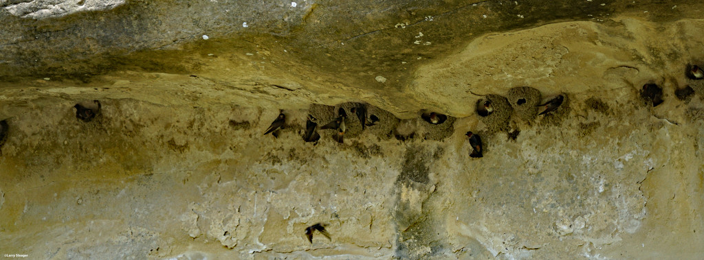 Cliff swallow nests by larrysphotos