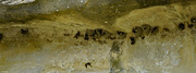 18th Jun 2021 - Cliff swallow nests