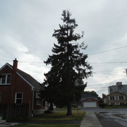 18th Jun 2021 - Rainy Day Tree