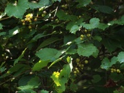 19th Jun 2021 - Wild grapes...