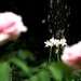 Peek-A-Boo Gardenia by grammyn