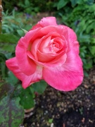 18th Jun 2021 - Favourite Rose