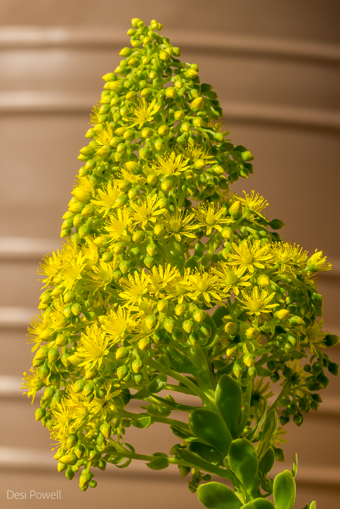 ? Irish Rose Succulent by Desi · 365 Project