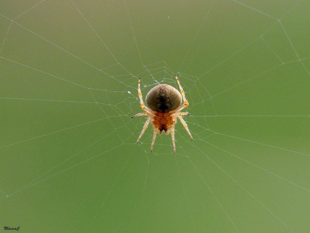 Mending her web by monicac
