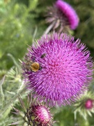 11th Jun 2021 - Thistle and friends