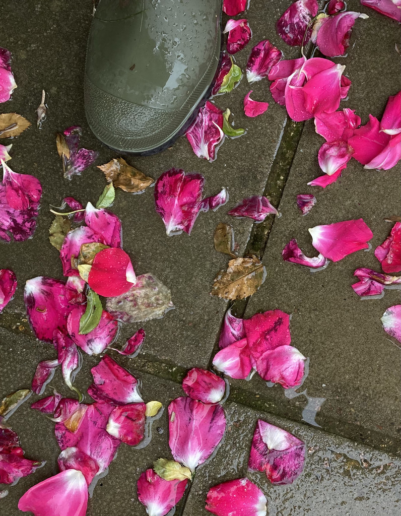 Roses after the rain by sianharrison