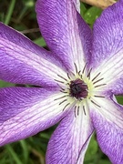 17th Jun 2021 - Clematis Flower 