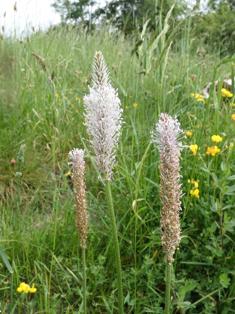 Hoary Plantain by julienne1