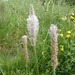 Hoary Plantain by julienne1
