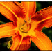 Hemerocallis.