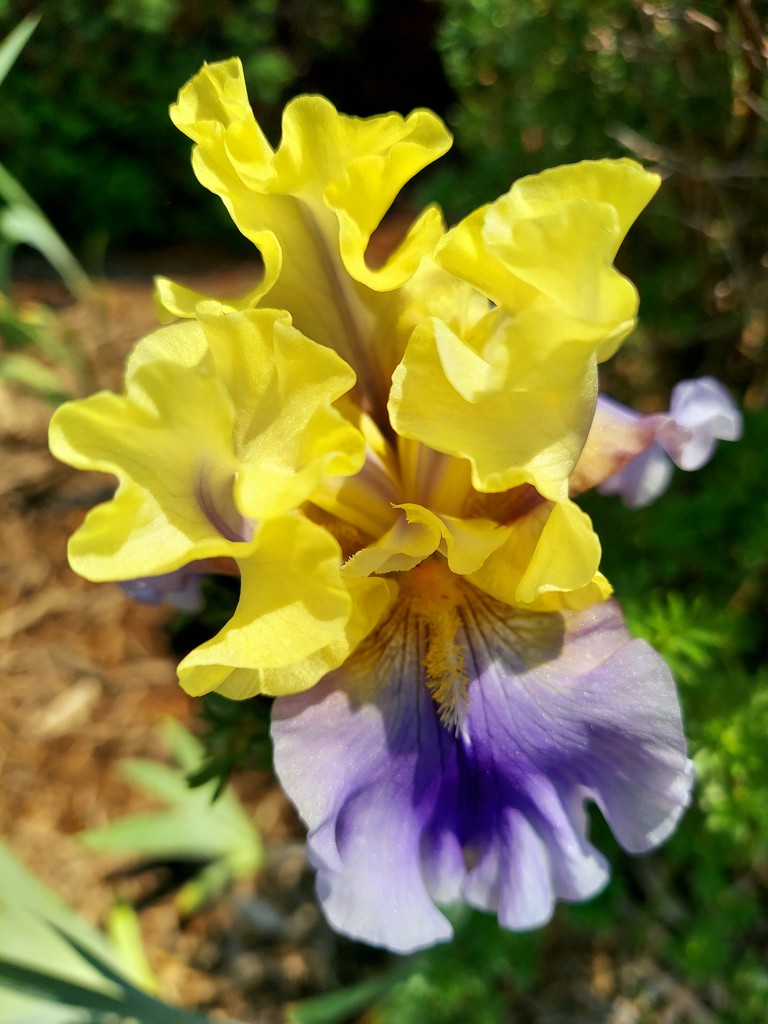Late Blooming Iris by harbie
