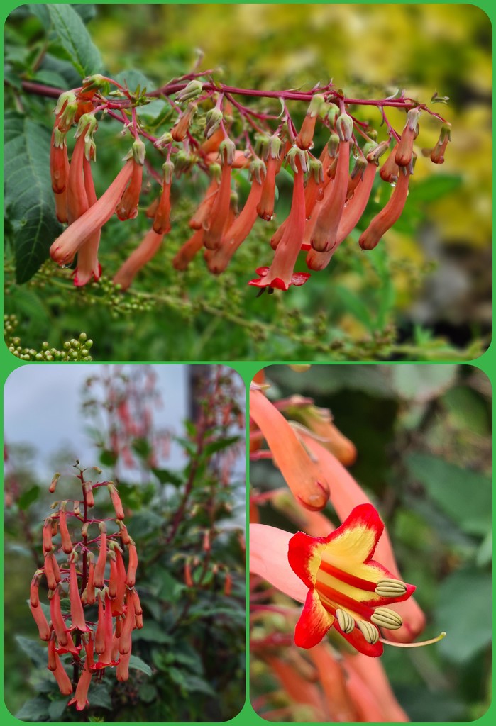 Cape Fuchsia by serendypyty