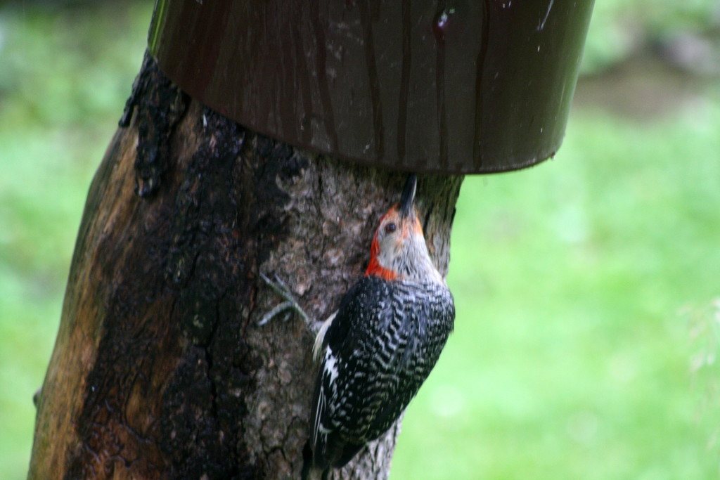 Nosy Woodpecker - what is underneath there by bruni