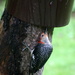 Nosy Woodpecker - what is underneath there by bruni